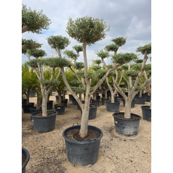Olea plato tronco joven 40/60 160 lt